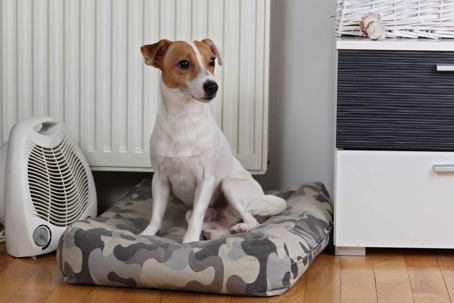 pet next to fan in home
